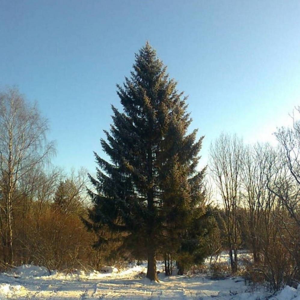 Ели рк. Многоствольная ель в Республике Коми. Ёль (Усть-Вымский район). Ель Сибирская Республика Коми. Многоствольная ель Усть-Куломский район.