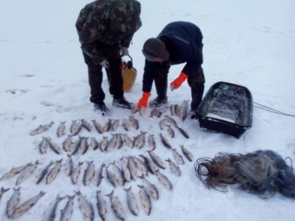 Раз поймал. Нарьян мар рыбалка. Рыбалка в Нарьян Маре. Белая рыба в.Нарьян Маре.