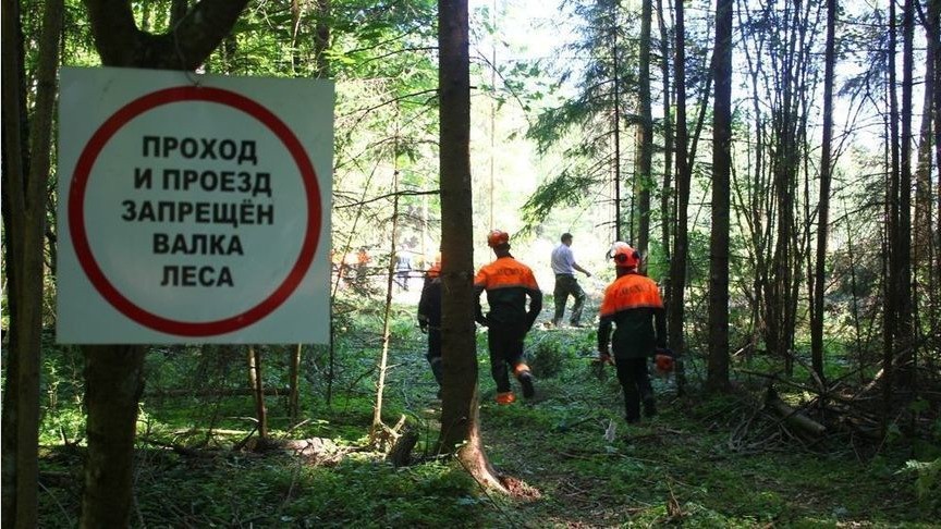 Пропусти леса. Валка леса табличка. Осторожно валка леса. Знаки безопасности при валке леса. Осторожно валка леса табличка.