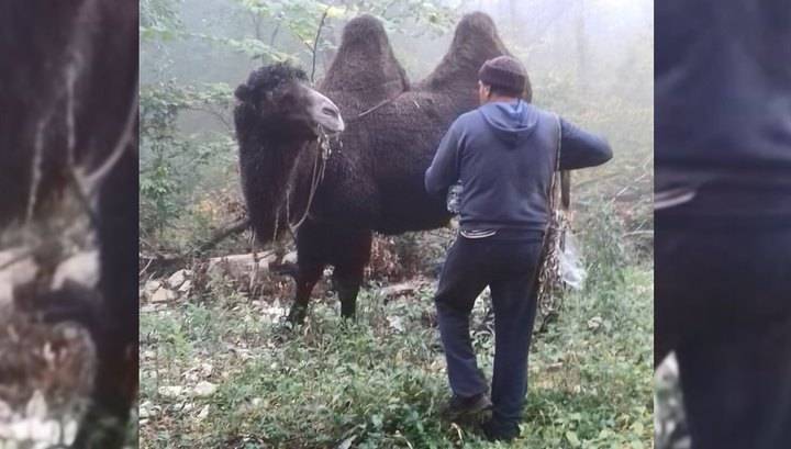 Пропавший караван. Верблюд напал на человека в Батайске. Верблюд Караван упал. Россия 1 вести верблюд.