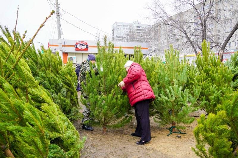 Елочный базар адреса. Елочный базар Воронеж. Воронеж елочные базары 2021. Елочный Базазар Лондон. Елочные базары в Нефтяниках.