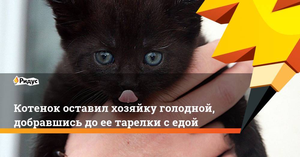 Оставить котенка