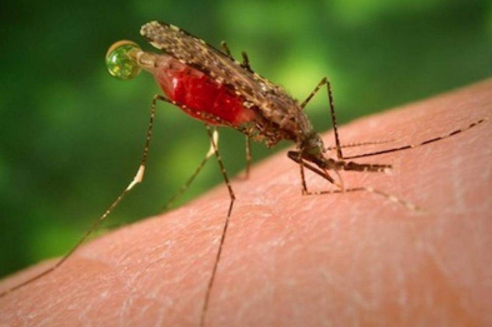 Дерево малярия. Малярийный комар. Комар анофелес. Комар рода анофелес. Малярийный комар тропический.