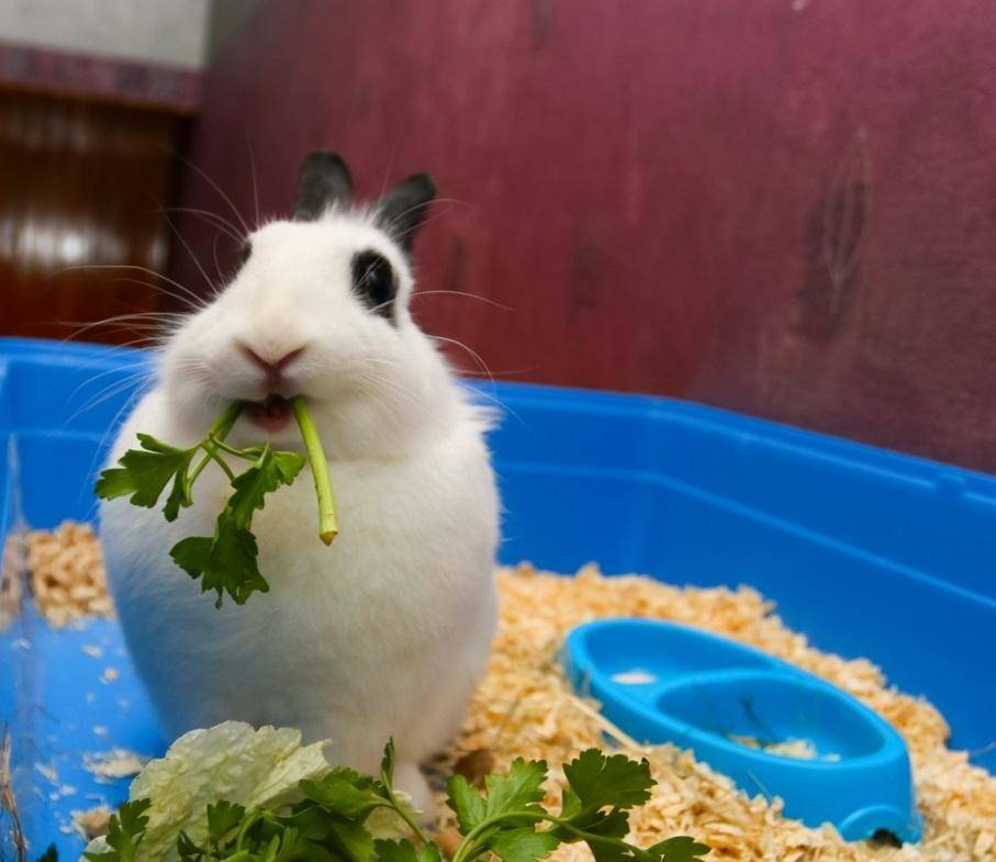 Укроп кроликам. Декоративный кролик полезные еда. Кролик с помидорами. Кролик ест петрушку. Можно ли декоративным кроликам укроп.
