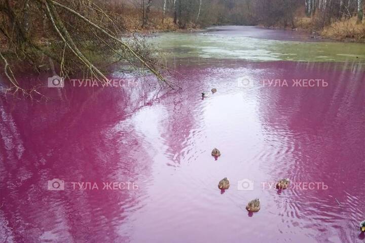 Водоем который окрашивается в нежно розовый цвет. Розовый пруд. Вид на пруд изза кустов роз. Tzvika Stein фото розовый водоем.
