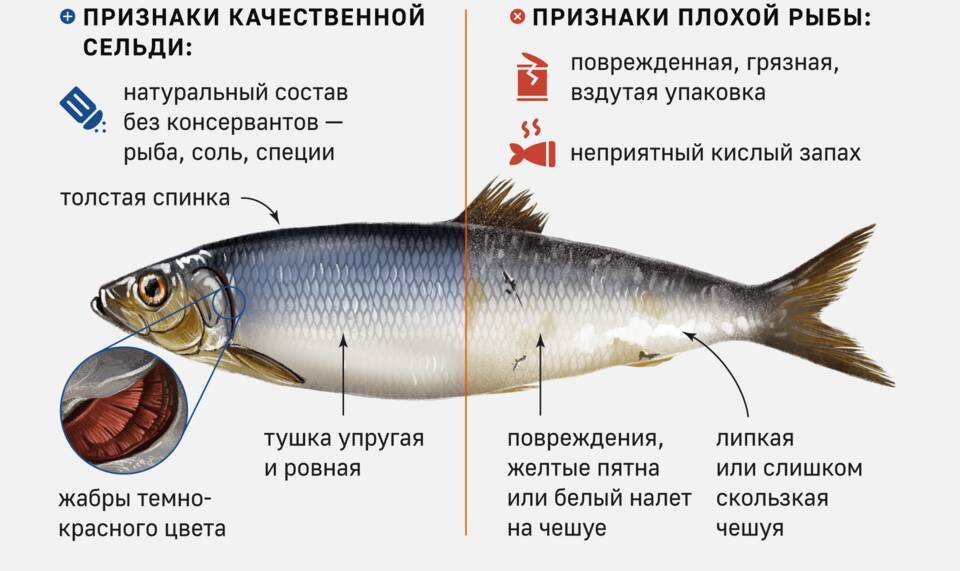 Как выбрать селедку с икрой