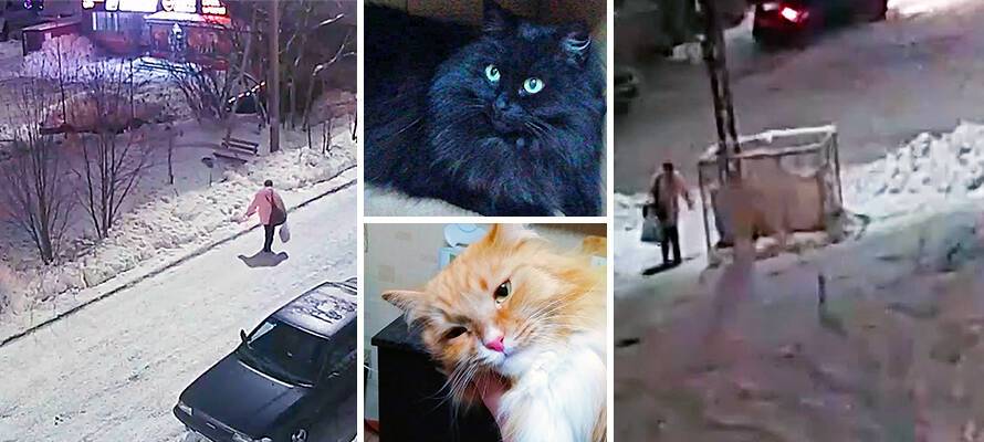 Public cat. Котенка выбросили на помойку. Кота выкинули на помойку. Кот выброшенный на дорогу. Кошек выбрасывают на холод.