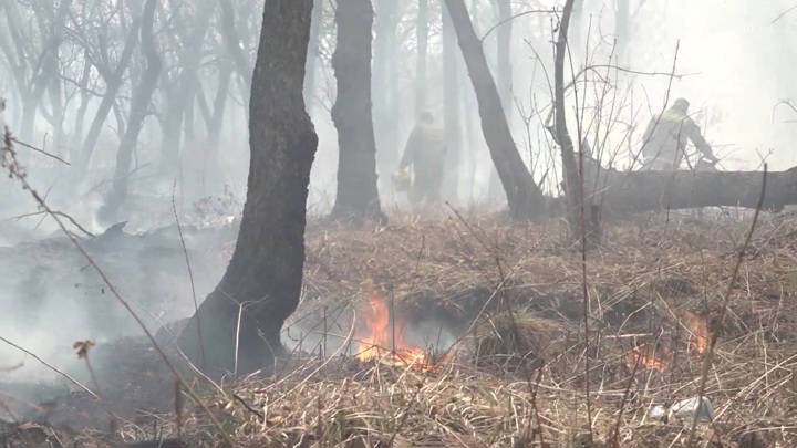Поднялся сильный ветер и гнал. Крупный Лесной пожар в Приморье 2014. Лесной пожар гонимый ветром жалит. Ветер гонит огонь.
