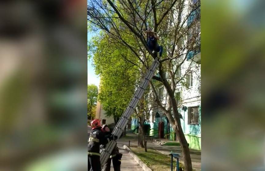 Дерево гомель. Гомель дерево. 12 Летняя девочка на дереве. Девочка застряла на дереве. Гомель 12 школа смерть девочки.