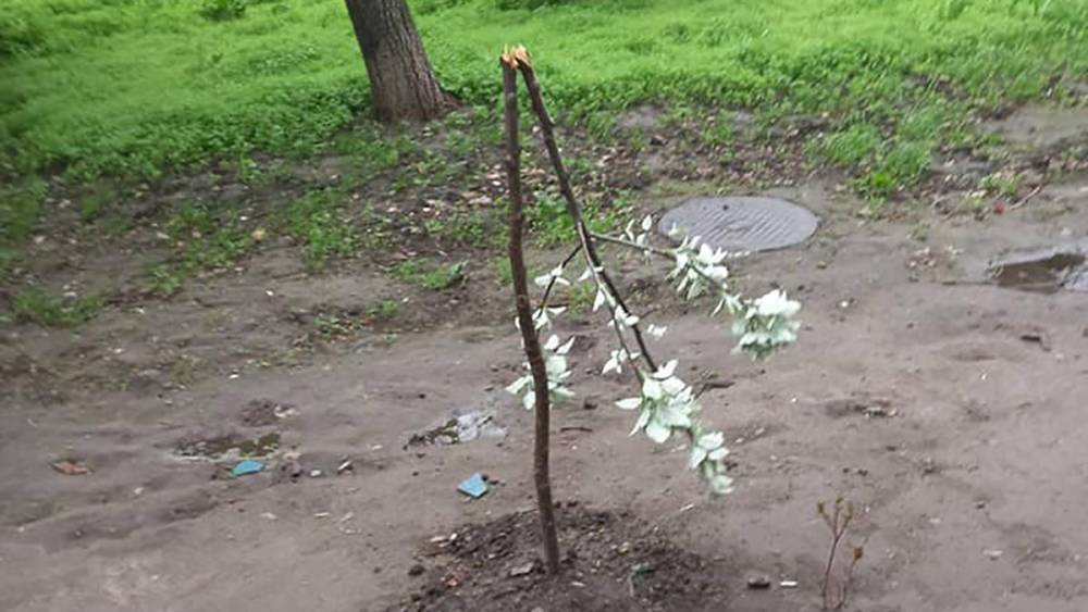 Молодое деревце гнется не ломается. Поломанные саженцы деревьев. Хулиганы сломали деревья. Декоративные сломанные деревья. Аллея садовых деревьев.