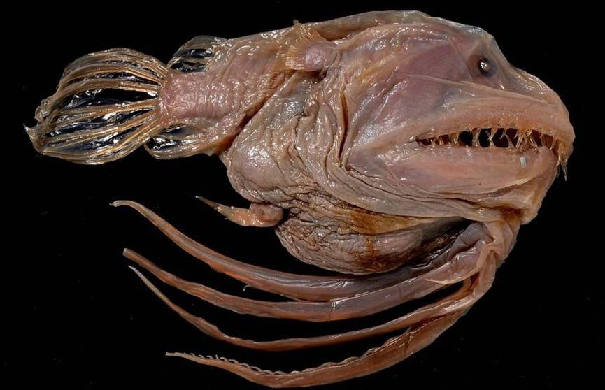 Fish creature. Linophryne brevibarbata. Хаулиод обыкновенный. Тауматихтовые.