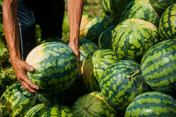 Арбуз астрахань. Арбуз Астраханский. Астрахань сельское хозяйство. Сельское хозяйство Астраханской области Арбуз. Сбор арбузов в Астрахани.