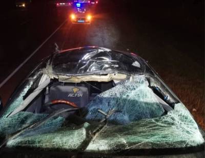 На трассе под Новосибирском водитель Honda насмерть сбил лося - sib.fm - Новосибирск - Новосибирская обл. - Барабинск