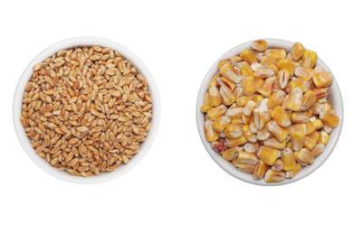 Украина экспортировала 45% пшеницы, согласованной в зерновом меморандуме - agroportal.ua - Украина