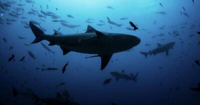 Трутся боками как котики. Ученые выяснили, зачем рыбы преследуют своих заклятых врагов – акул - focus.ua - Украина