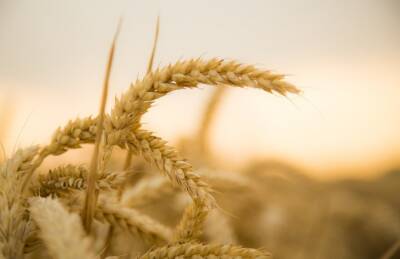 Экспорт украинской пшеницы превысил 14 млн т - agroportal.ua - Украина