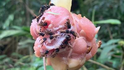 Пчёлы-стервятники делают мёд из мёртвой плоти - pravda-tv.ru - Коста Рика