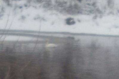 В Новосибирской области заметили мёрзнущего в пруду лебедя - sib.fm - Новосибирск - Новосибирская обл. - Барабинск