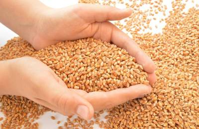 Украина отправила на экспорт половину пшеницы, согласованной в меморандуме - agroportal.ua - Украина