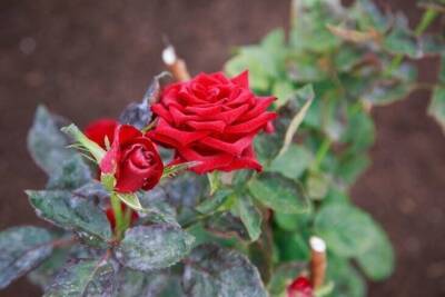 Кто выгрызает листья розы и как избавиться от вредителя: хитрые советы дачнику - skuke.net