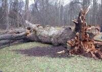 В России ураган выкорчевал главное дерево страны &#8211; “дуб Тургенева” - vlasti.net - Россия