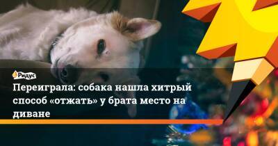 Переиграла: собака нашла хитрый способ «отжать» у брата место на диване - ridus.ru