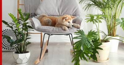 Токсичны для собак: 7 комнатных растений, которые опасно держать в доме с питомцем - profile.ru