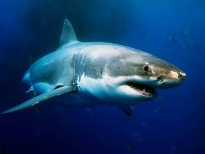 Что мы знаем про акул? - skuke.net