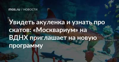 Увидеть акуленка и узнать про скатов: «Москвариум» на ВДНХ приглашает на новую программу - mos.ru - Москва