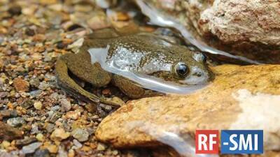 Грета Тунберг - Новый вид панамских лягушек назвали в честь Греты Тунберг - rf-smi.ru - Колумбия - Панама