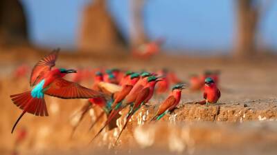 Песни африканских птиц оставались неизменными на протяжении сотен тысяч лет - mir24.tv - Танзания - штат Миссури - Кения - Мозамбик - Малави
