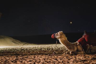 Женщины, владеющие верблюдами, впервые будут участвовать в конкурсе в Саудовской Аравии и мира - cursorinfo - Израиль - Саудовская Аравия