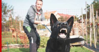 Юрист рассказал, какое наказание грозит хозяевам агрессивных собак - profile.ru - Москва - Россия