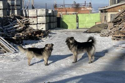Хозяин алабая в Улан-Удэ отрицает вину своего пса в нападении на мужчину - ulan.mk.ru - Улан-Удэ