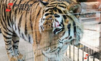 Труп тигра обнаружили в Хабаровском крае - fedpress.ru - Хабаровский край - Хабаровск