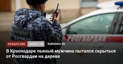 В Краснодаре пьяный мужчина пытался скрыться от Росгвардии на дереве - kubnews.ru - Краснодарский край - Краснодар - Краснодар