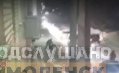 Хозяин 17 котов, напавший с ножом на женщину на улице Соболева в Смоленске, находится в реанимации - rabochy-put.ru - Россия - Смоленск - Смоленская обл.