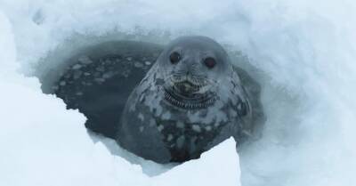 Украинские полярники записали "пение" тюленей - kp.ua - Украина - Антарктида - станция Академик Вернадский
