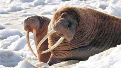 Российские ученые изучили состояние популяции моржей на Чукотке - argumenti.ru - Чукотка