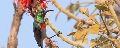Синегалстучные нектарницы на протяжении тысячелетий поют одни и те же песни - runews24.ru - США - Кения