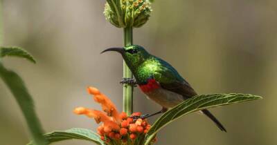 Найдены птицы, поющие одну и ту же песню тысячелетиями - ren.tv - США - Австралия