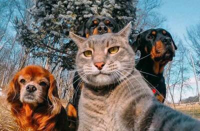 Владимир Бурматов - Российских владельцев кошек и собак обяжут их промаркировать, в том числе чипами - cnews - Россия