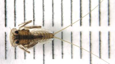 Ученые открыли первых в мире разрушающих скалы пресноводных насекомых - iz - Россия - Израиль - Архангельск - Бирма