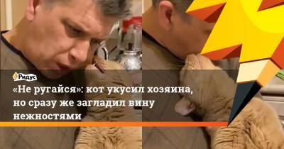 «Не ругайся»: кот укусил хозяина, но сразу же загладил вину нежностями - ridus.ru
