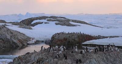 Украинские полярники рассказали, сколько пингвинов живет возле станции "Академик Вернадский" (фото) - focus.ua - Украина - Антарктида - станция Академик Вернадский