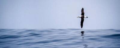 Current Biology: альбатросы умеют нырять на глубину до 20 метров - runews24.ru - Англия - Лиссабон