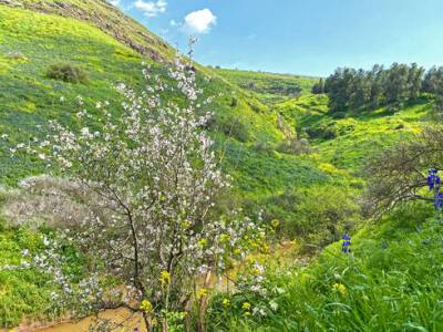 В Израиле началось зимнее цветение деревьев: как увидеть - vesty.co.il - Израиль - Экология