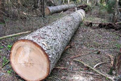 Возбуждены уголовные дела по факту незаконной вырубки деревьев в ряде районов Азербайджана - trend.az - Азербайджан