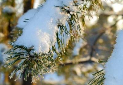 Прогноз погоды на 22 января: в Украине – снег, солнце и мороз - facenews.ua - Украина