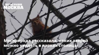 Мосприрода рассказала, каких зверей можно увидеть в парках столицы - vm - Москва - Москва - Экология